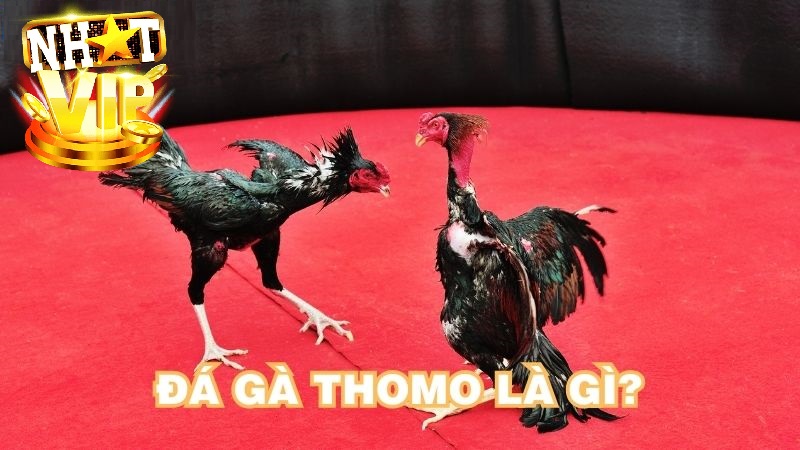 Đá gà thomo là gì