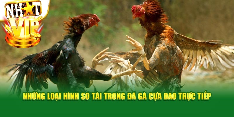 Những loại hình so tài trong đá gà cựa dao trực tiếp
