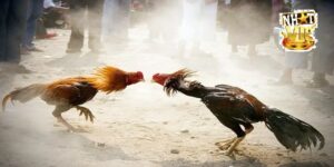 Tổng quan về Đá Gà Chọi tại NhatVip