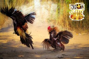 Tổng quan về Đá Gà Nòi tại NhatVip